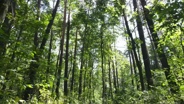 Daytime Forest Landscape in Summer alt