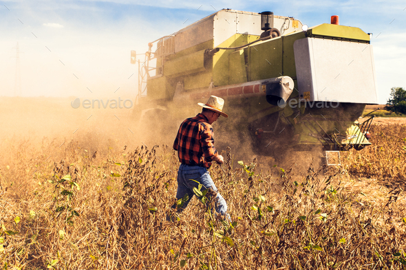 Senior farmer in soybean field supervises the harvest.