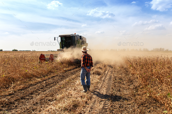 Senior farmer in soybean field supervises the harvest.