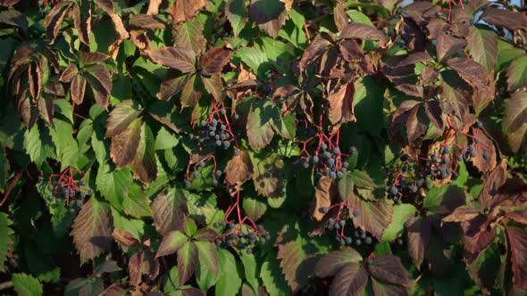 Parthenocissus Quinquefolia Parthenocissus Inserta Grape is a Woody Vine of the Maiden Grape Genus alt