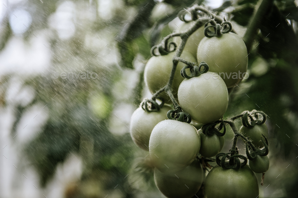Bunch of green fresh unripe tomatoes on a vine with water mist on background in sunny day in garden