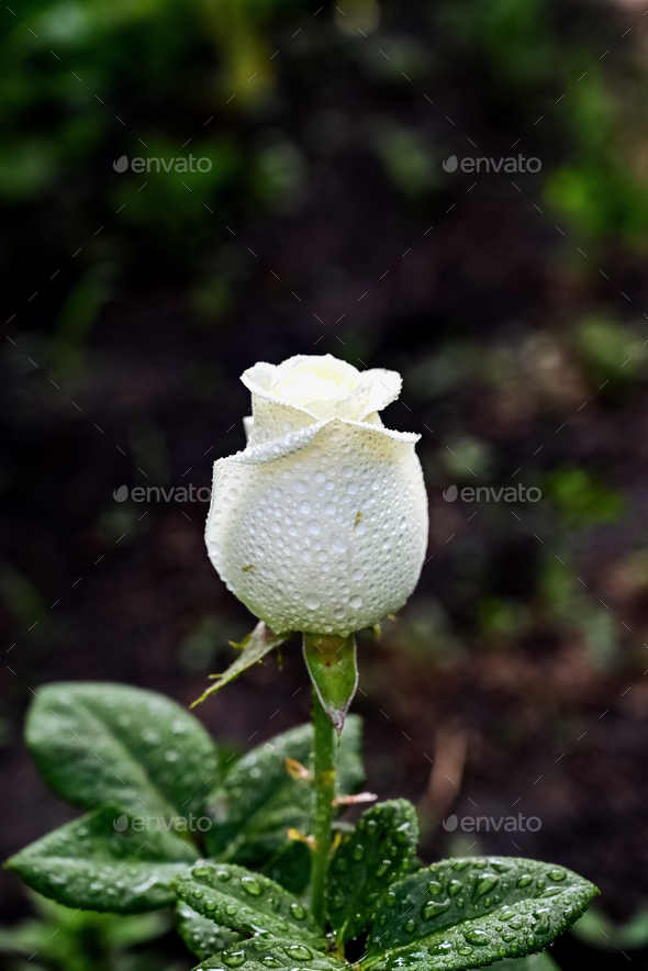 Flower of white Rose in the summer garden. white Roses with shallow depth of field. Beautiful Rose
