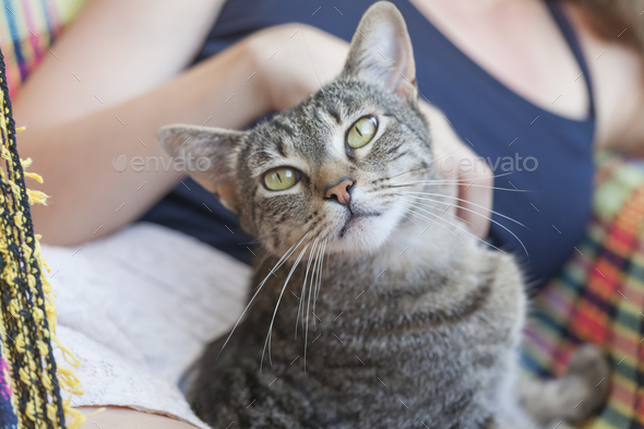 Cuddly tabby cat portrait - Stock Photo - Images