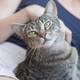 Cuddly tabby cat portrait - PhotoDune Item for Sale