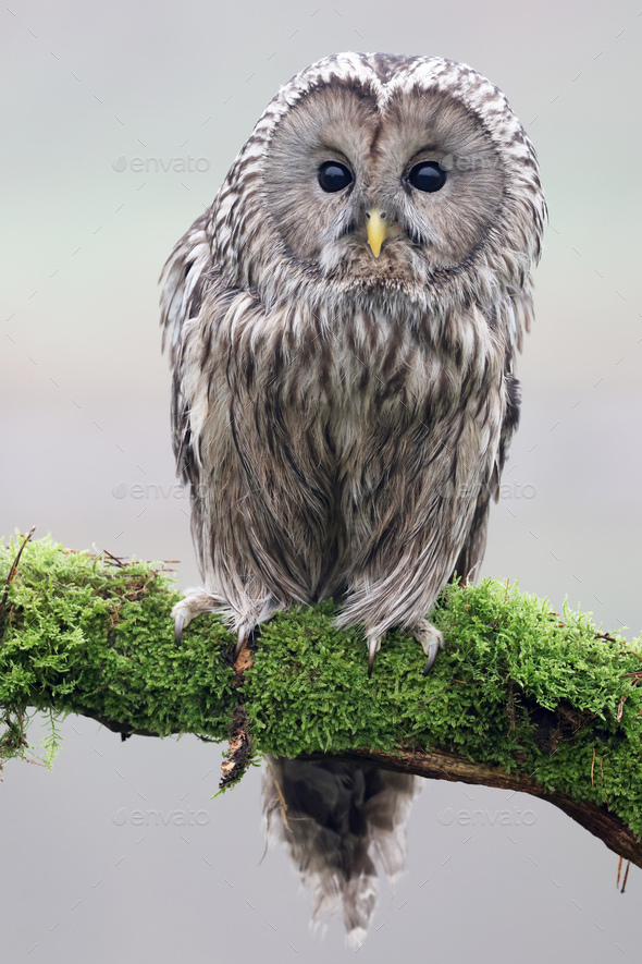 closeup of Ural owl (Strix uralensis) in wild - Stock Photo - Images