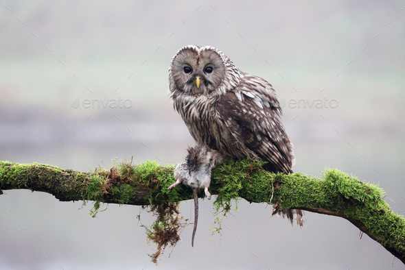 closeup of Ural owl (Strix uralensis) in wild - Stock Photo - Images