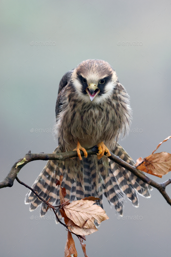 closeup of red-footed falcon (Falco vespertinus) in wild nature - Stock Photo - Images