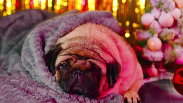 A Small Relaxed Pug Lies Wrapped In A Blanket alt