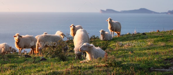 Herd of Sheep on the green grass by the Sea Coast. Sardinia, Italy.