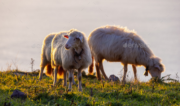 Herd of Sheep on the green grass by the Sea Coast. Sardinia, Italy.