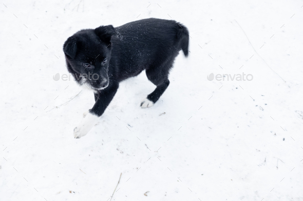 a black puppy with white paws walks in the snow in winter. abandoned animals