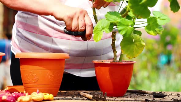 Elderly Woman of Caucasian Ethnicity in Light Home Clothes Cuts Indoor Plant for Transplanting Into alt