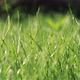 Green Juicy Lawn - VideoHive Item for Sale
