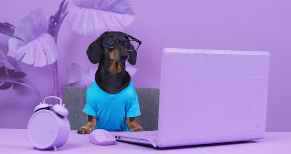 Busy Dachshund Dog with Glasses is Sitting at Table in Front of Laptop and Barks so Indignantly That