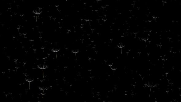 Flying dandelions on black background. Animation