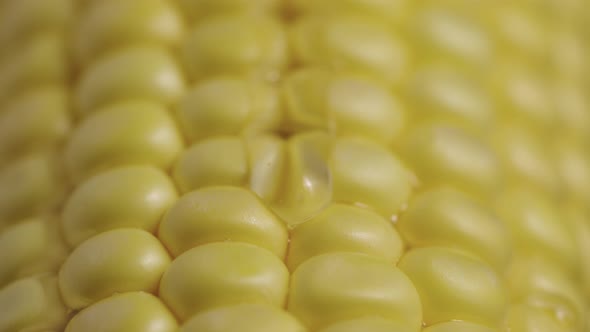 Macro Shot of Row Ripe Yellow Corn Grains Along Which Trickle of Thick Viscous Honey or Oil Flows alt