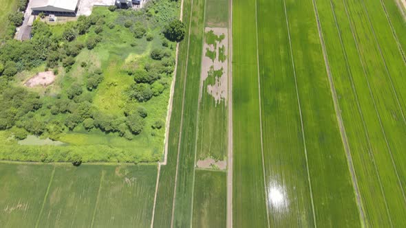 The Paddy Rice Fields of Kedah and Perlis, Malaysia alt
