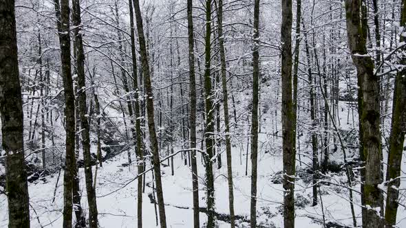 Snow Covered Alder Forest alt