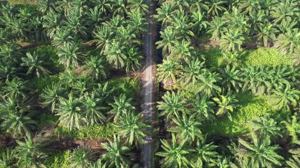 Aerial View of The Palm Oil Estates alt