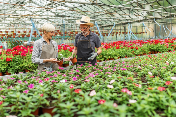 Two mature greenhouse workers cooperating while taking care of flowers ...