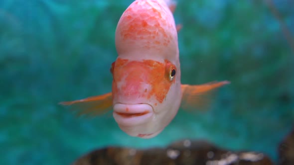 Midas cichlid fish swimming calmly, peace, quiet. alt