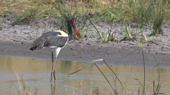 Saddle-billed stork in Maasai Mara National Reserve alt