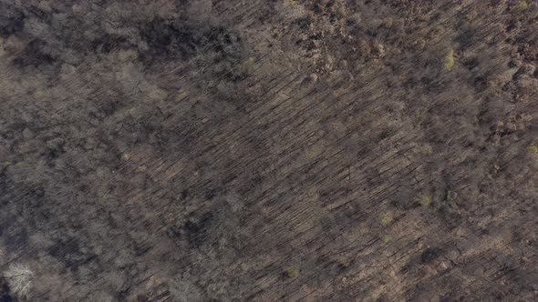 Long tree shadows from above 4K aerial video alt