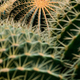 Big group of cactuses - PhotoDune Item for Sale