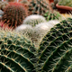 Big group of cactuses - PhotoDune Item for Sale