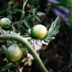Green tomatoes on a branch in vegetable garden after rain. - PhotoDune Item for Sale
