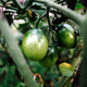 Green tomatoes on a branch in vegetable garden after rain. - PhotoDune Item for Sale