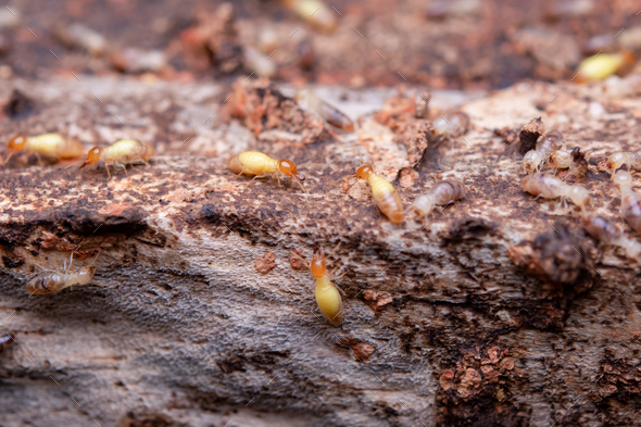 Termites Eat Wooden Planks. Damage Of A Wooden House From Termites ...