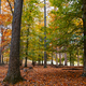 Peaceful scenery in fall - PhotoDune Item for Sale