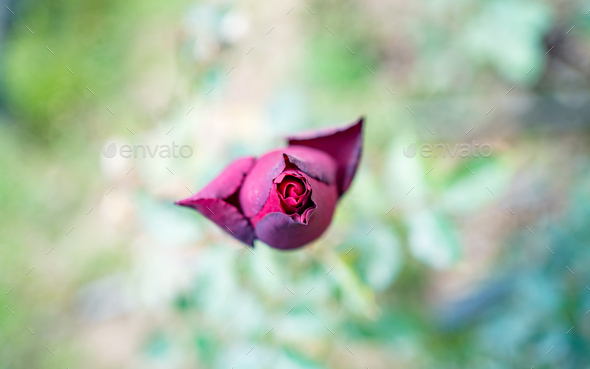 Red Rose flower  - Stock Photo - Images