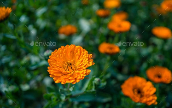colorful flower  - Stock Photo - Images