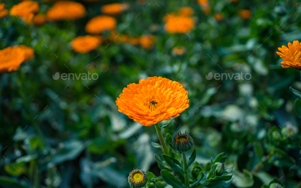 colorful flower  - Stock Photo - Images