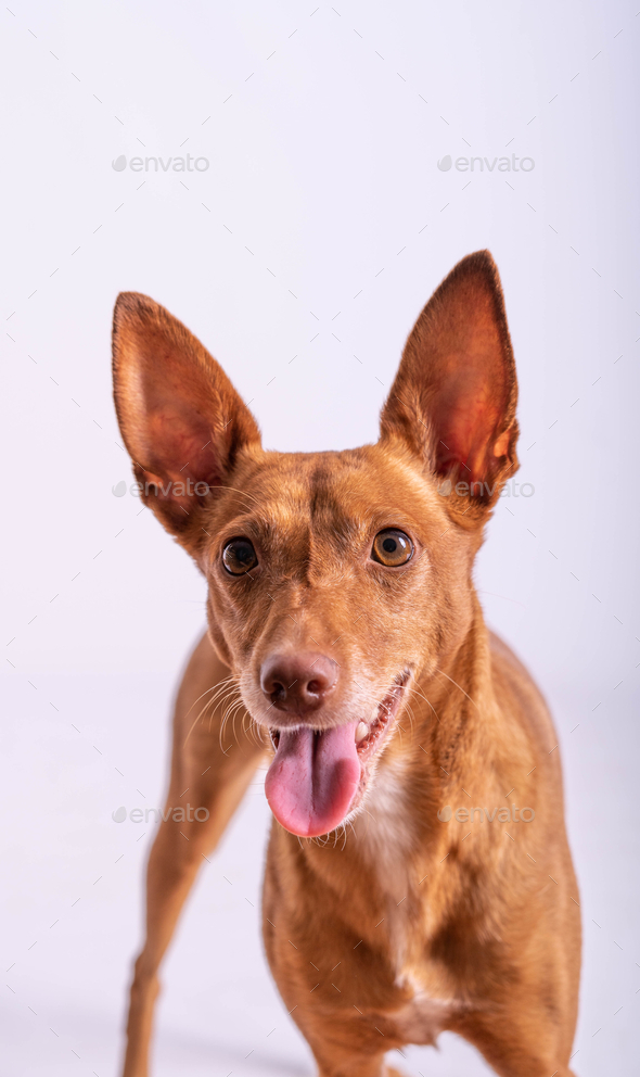 Vertical shot of a cute Podenco Canario dog - Stock Photo - Images
