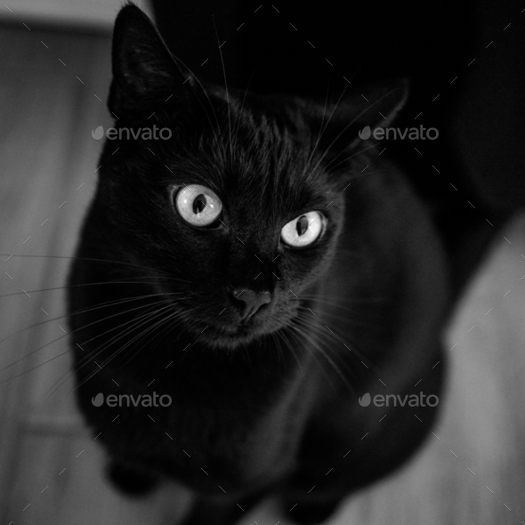 Portrait of a beautiful black cat looking up to the camera Stock Photo ...