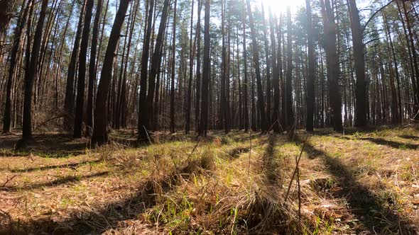 Forest with Pines with High Trunks During the Day alt