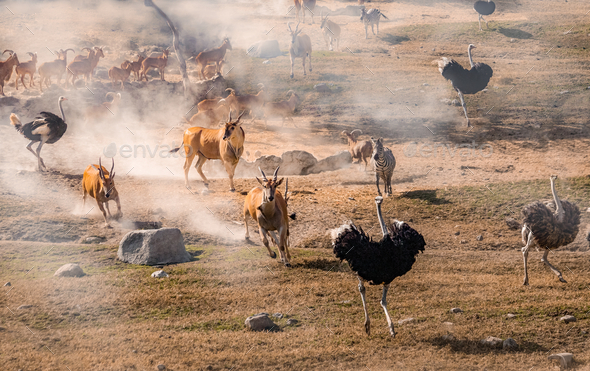 Ostriches, zebras, and antelopes running away from the smoke