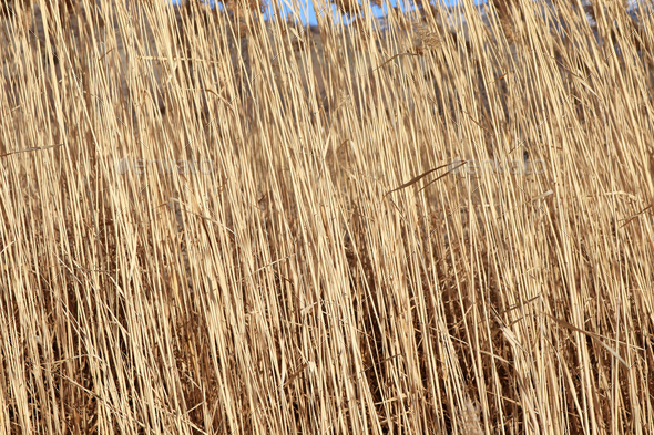 Close-up of stalks of dry grass for use as background or texture Stock