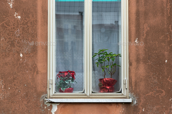 Two poinsettias with plastic green are behind a curtain in a window.