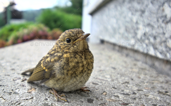 Soft focus of a robin nestling on a concrete ledge