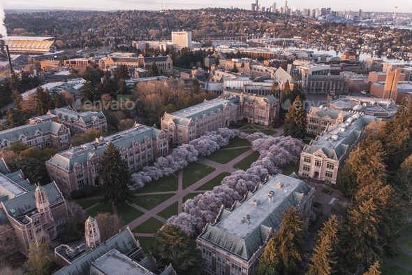 Aerial view of the cherry blossoms of the University of Washington in Seattle during sunrise
