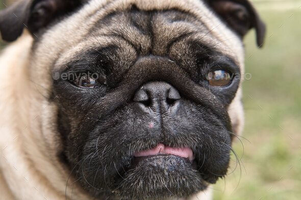 Closeup shot of a face of a cute pug dog with big eyes and a sad facial expression