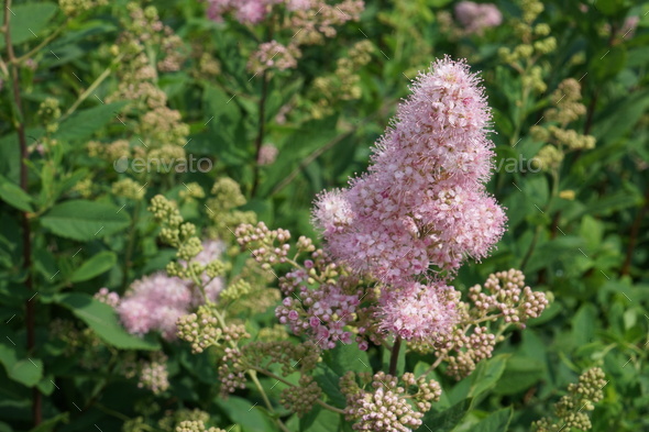 Closeup of beautiful pink meadowsweet (Spirea salicifolia) flowers in the field - Stock Photo - Images