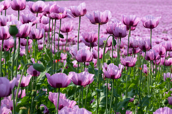 Field With Blooming Opium Poppy Plants Stock Photo By Wirestock 