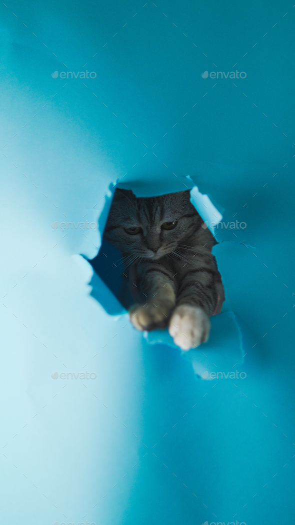 Grey cat playfully teases with his head poking through the torn blue paper. With a cheeky grin on hi