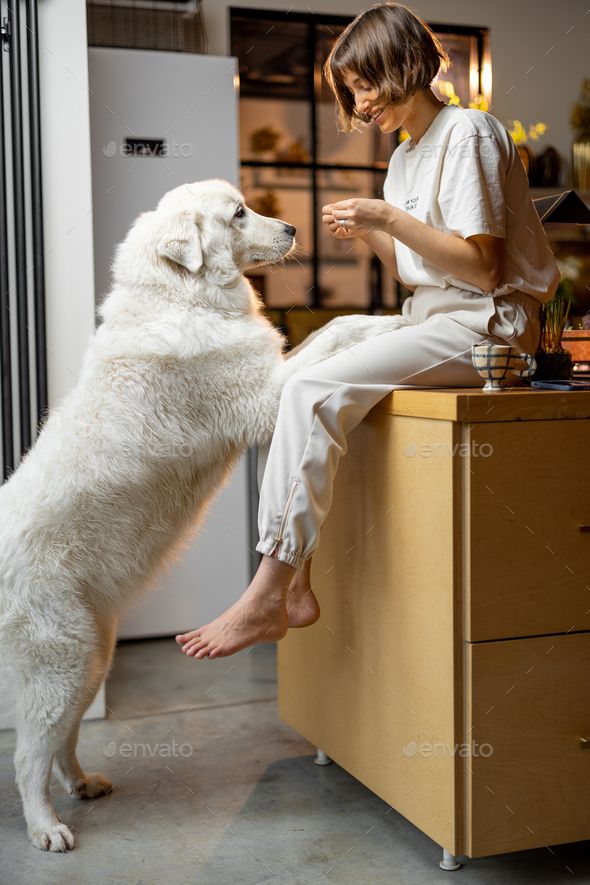 Woman plays with her dog on kitchen at home - Stock Photo - Images