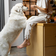 Woman plays with her dog on kitchen at home - PhotoDune Item for Sale